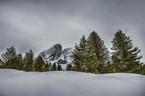 雪山上的松树摄影 · 免费素材图片