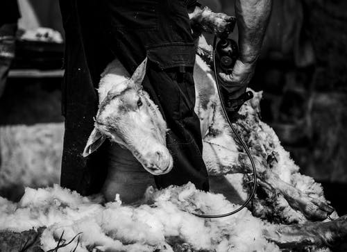山羊的灰度照片 · 免费素材图片