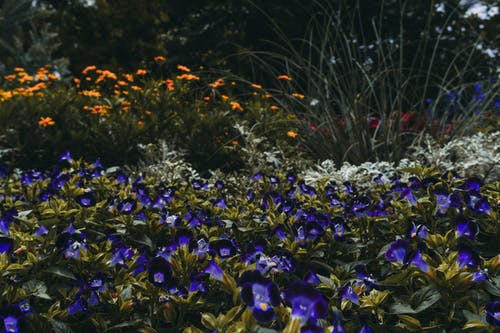 紫色花摄影 · 免费素材图片