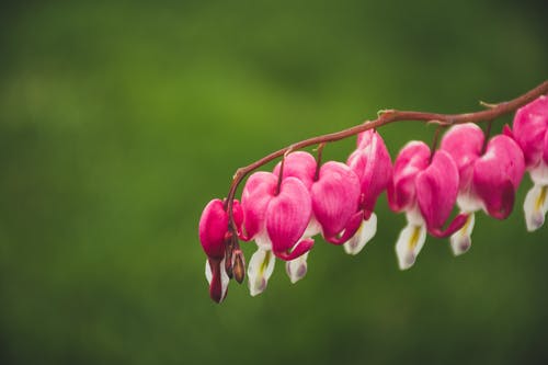 粉色和白色的花朵的微距照片 · 免费素材图片
