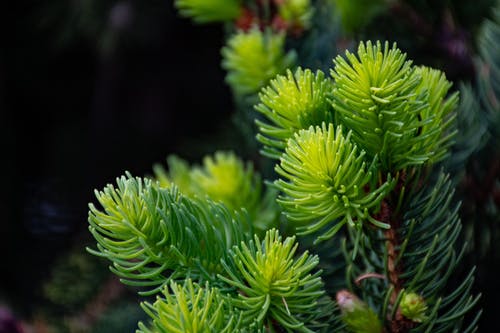 绿色植物的特写摄影 · 免费素材图片