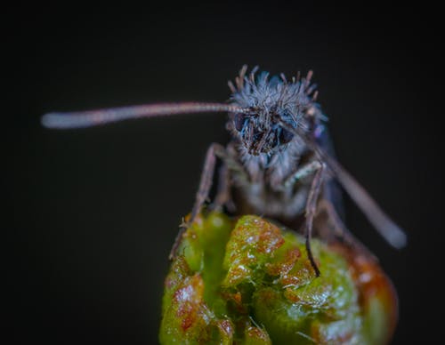 蓝蛾的宏观摄影 · 免费素材图片