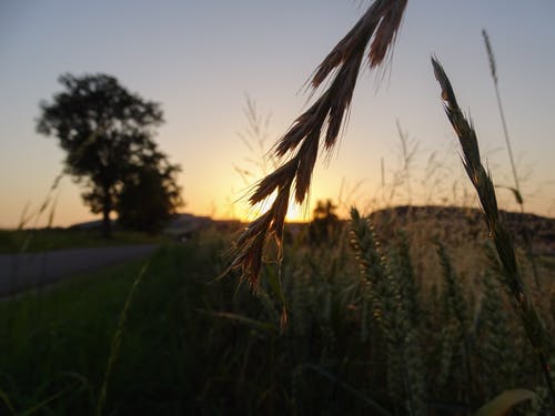 小麦植物的选择性聚焦照片 · 免费素材图片