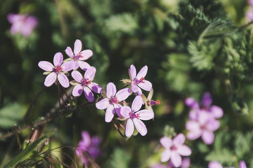 浅焦点紫色的小花 · 免费素材图片