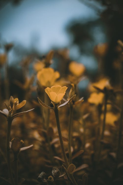 黄花选择性聚焦摄影 · 免费素材图片