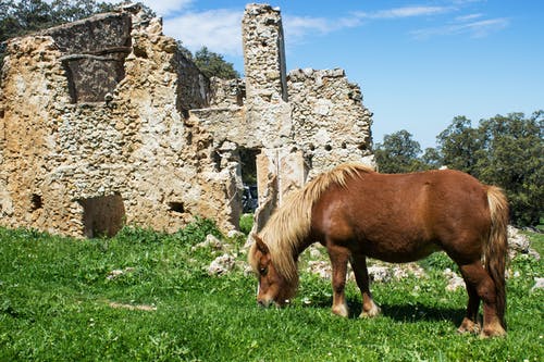 白色混凝土墙旁边的匹棕色的马 · 免费素材图片