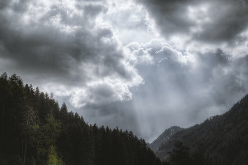 多云的天空下的松树摄影 · 免费素材图片