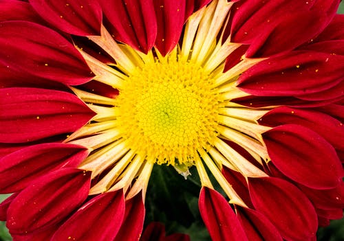 宏照片中的红色和黄色百日草花 · 免费素材图片