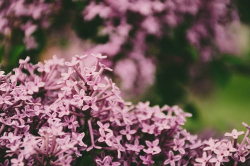 浅粉红色花瓣的焦点照片 · 免费素材图片