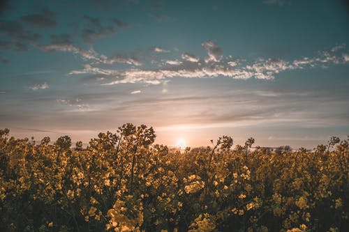 花田在夕阳下 · 免费素材图片