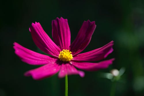 紫花瓣花的微距摄影 · 免费素材图片