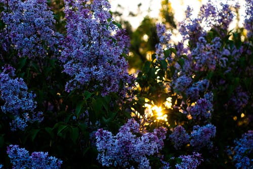 紫色和白色的花瓣花的特写摄影 · 免费素材图片
