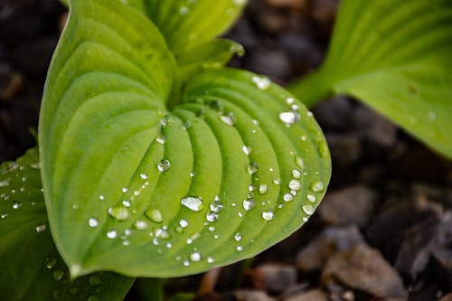 绿叶植物的特写照片 · 免费素材图片