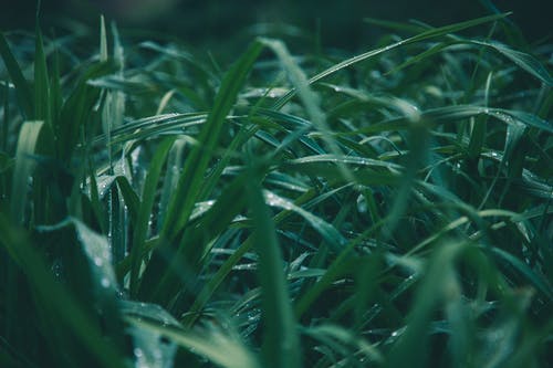 绿草的浅焦点照片 · 免费素材图片