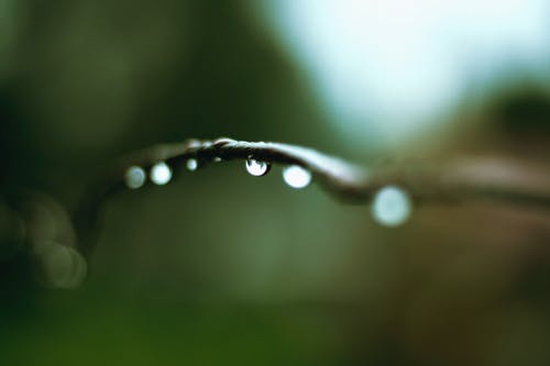 树枝上的水滴的宏观照片 · 免费素材图片