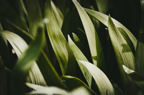 绿叶植物 · 免费素材图片