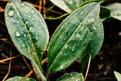 绿叶与雨滴 · 免费素材图片