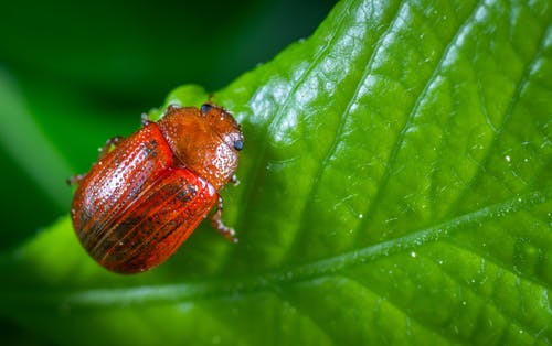 红甲虫的选择性聚焦摄影栖息在绿叶植物上 · 免费素材图片