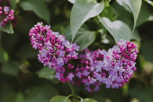 紫色丁香花的选择性聚焦摄影 · 免费素材图片