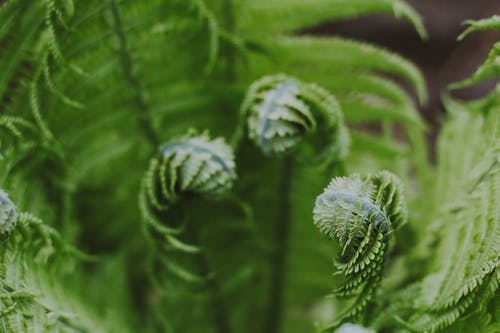 绿色蕨类植物的特写摄影 · 免费素材图片