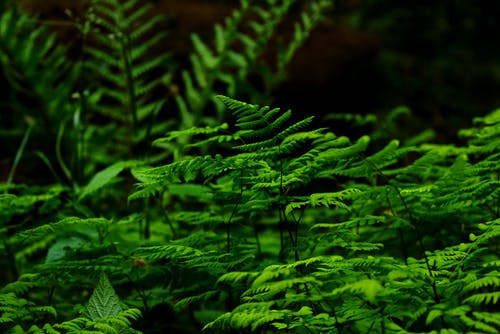 蕨类植物的选择性聚焦摄影 · 免费素材图片