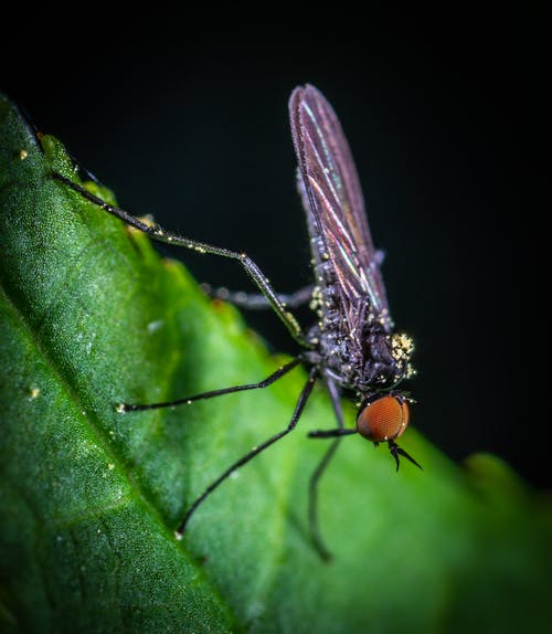黑色蚊子的宏观摄影 · 免费素材图片