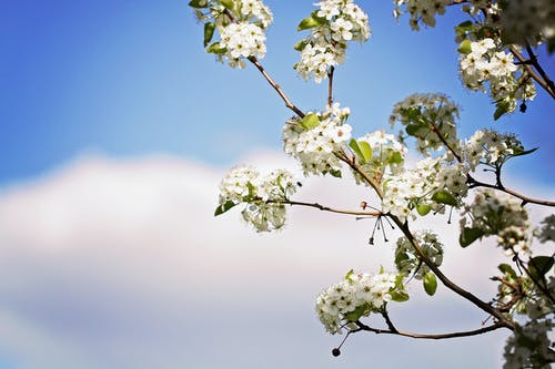 樱花摄影 · 免费素材图片
