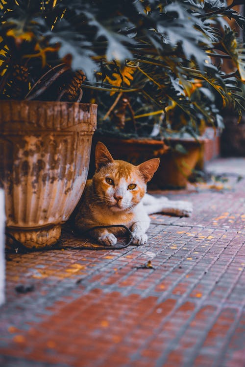 棕色花瓶附近的棕色猫 · 免费素材图片