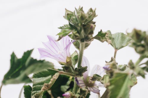 绿叶植物特写摄影 · 免费素材图片