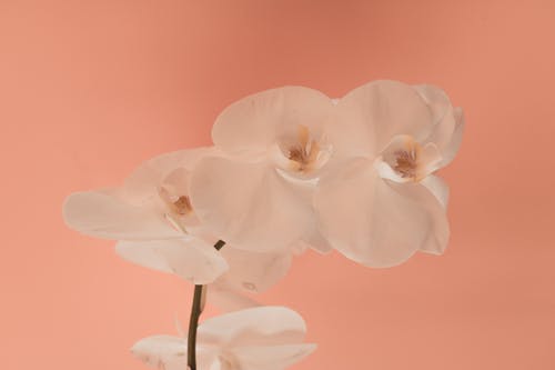 白花 · 免费素材图片