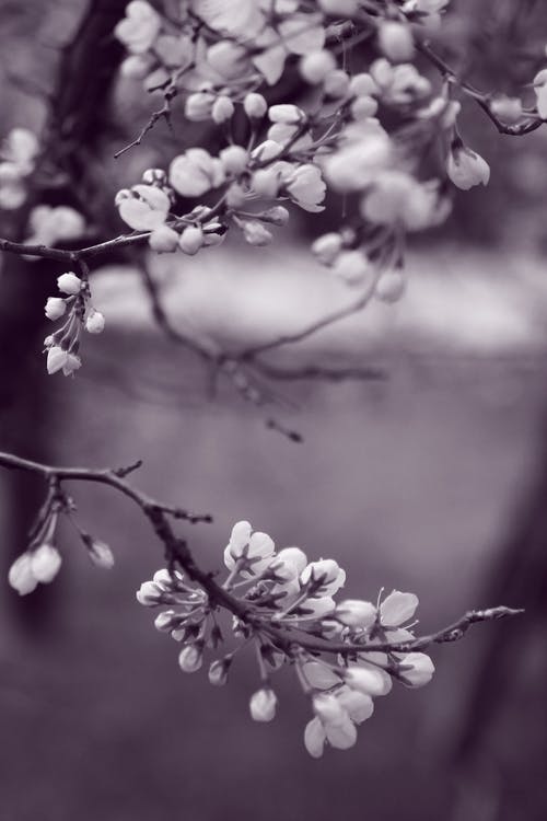 树上的花的灰度照片 · 免费素材图片