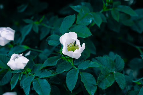 白花浅焦点摄影 · 免费素材图片