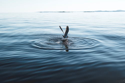 水面上的白鹈鹕 · 免费素材图片
