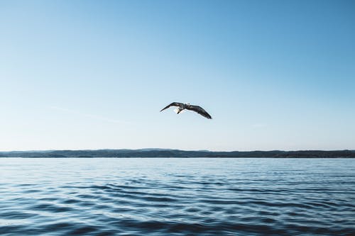 低空摄影的鸟儿飞过海洋 · 免费素材图片
