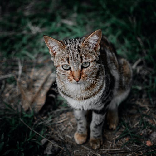 棕色，黑色和灰色虎斑猫的浅焦点摄影 · 免费素材图片