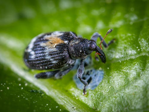 黑色昆虫在绿叶上的微距摄影 · 免费素材图片