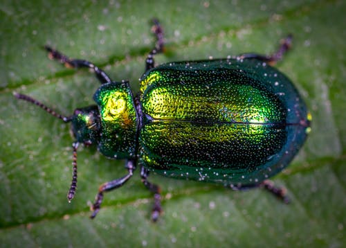 甲虫在绿叶上的微距摄影 · 免费素材图片