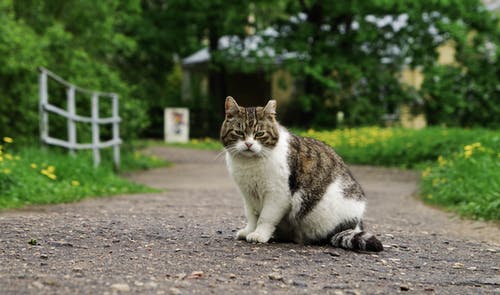 路径之间的白色和棕色猫 · 免费素材图片