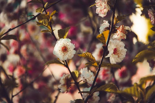 白花的照片 · 免费素材图片