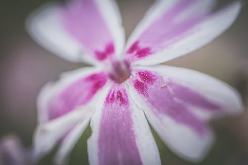 紫色和白色花瓣花的选择性聚焦摄影 · 免费素材图片