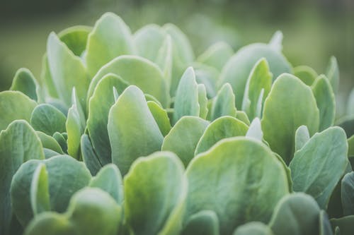 绿色植物特写照片 · 免费素材图片