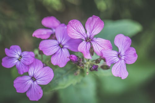 紫色花瓣花的照片 · 免费素材图片