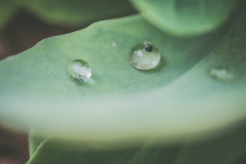 水滴在绿叶上的微距摄影 · 免费素材图片