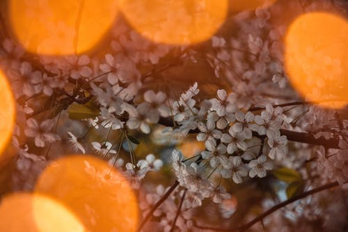 白色花瓣花 · 免费素材图片