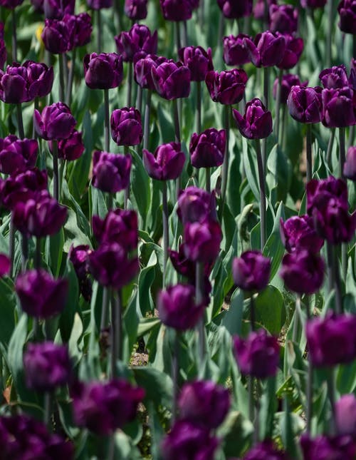 深紫色郁金香花 · 免费素材图片