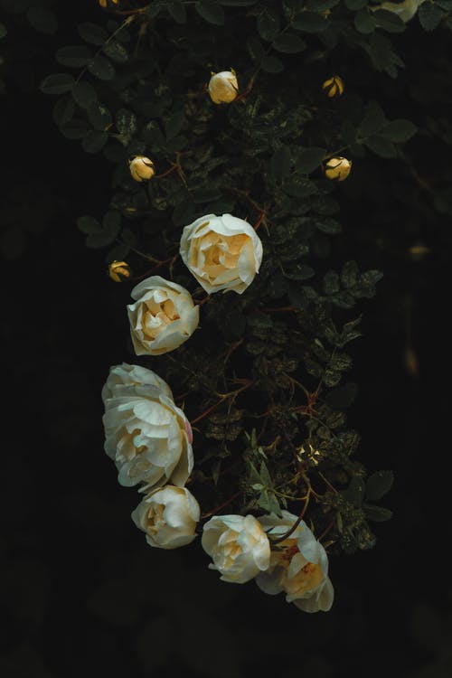 白玫瑰 · 免费素材图片