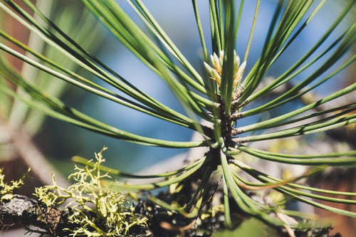绿色植物的浅焦点照片 · 免费素材图片