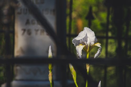 白花浅焦点摄影 · 免费素材图片