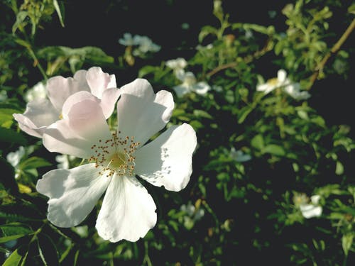 白天白色单瓣玫瑰特写摄影 · 免费素材图片