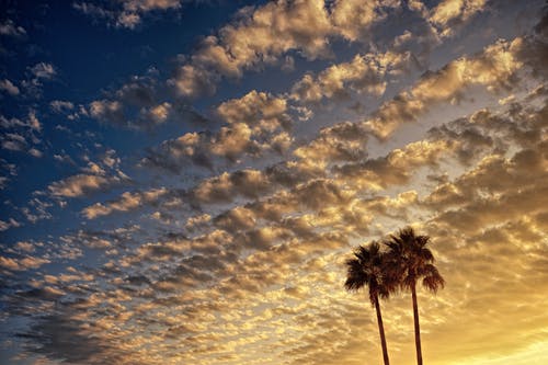 黄金时段多云天空下的棕榈树低角度摄影 · 免费素材图片